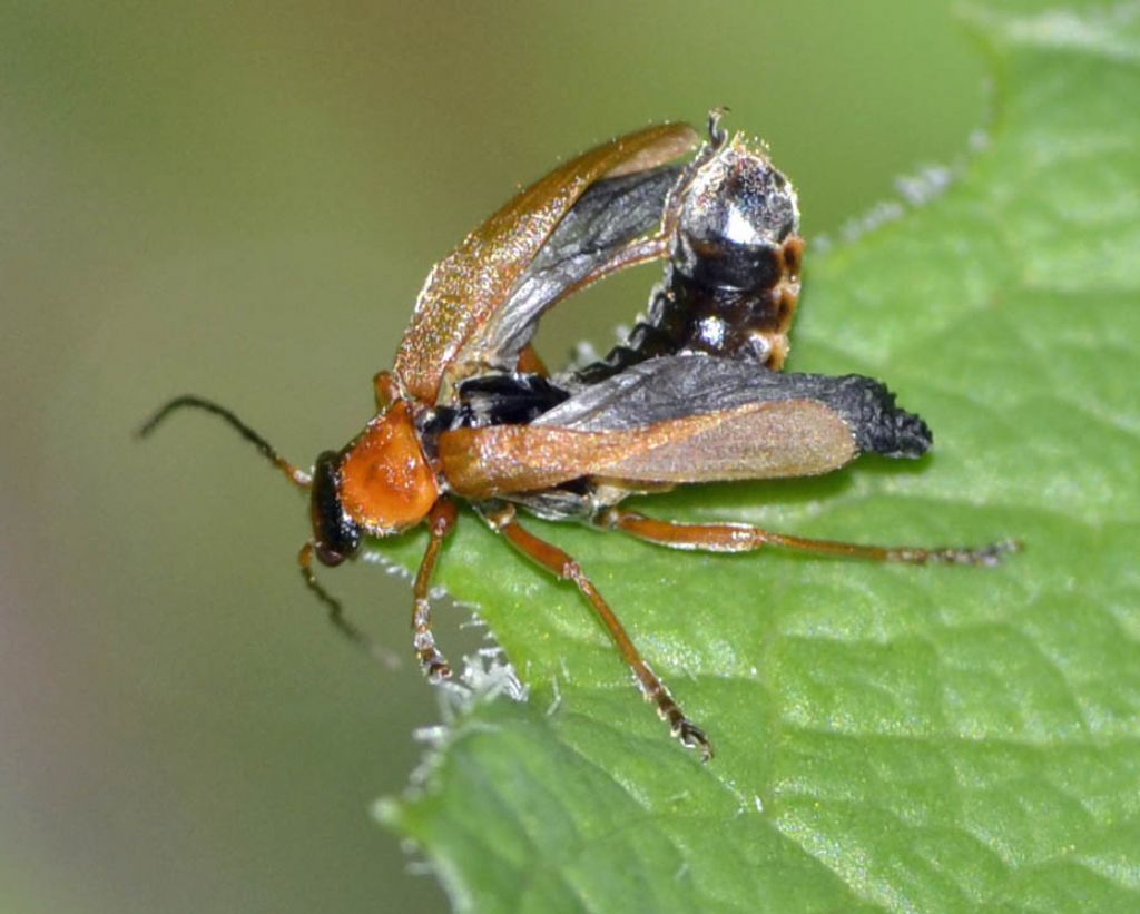 Rhagonycha nigriceps, Cantharidae (teratogenetica)